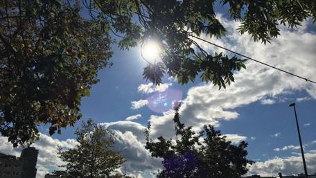 Radiant Sunshine Through Lush Foliage wallpaper