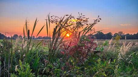 Sunset Serenity Over a Flowered Field wallpaper