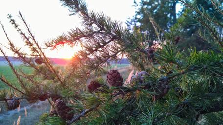 Serene Sunset through Pine Branches wallpaper
