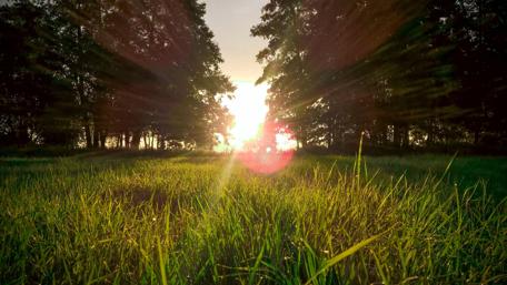 Golden Sunrise Through Trees wallpaper