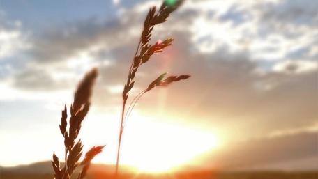 Golden Dawn with Gentle Clouds wallpaper