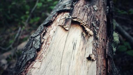 Rustic Charm of Nature's Texture wallpaper