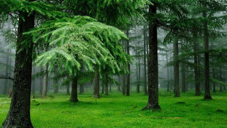 Misty Pine Forest Serenity wallpaper