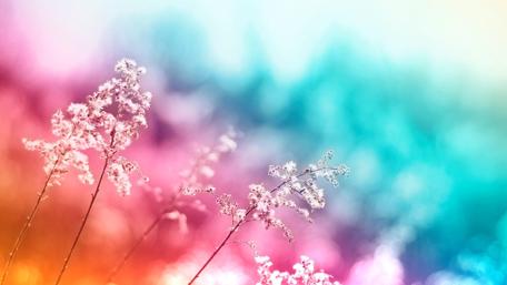 Pastel Dreams in Bloom wallpaper