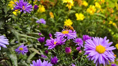 Vibrant Garden Scene with Busy Bee wallpaper