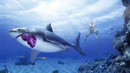 Shark in a Bow Tie Swims with Diver wallpaper