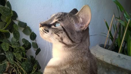 Majestic Cat with Striking Blue Eyes wallpaper