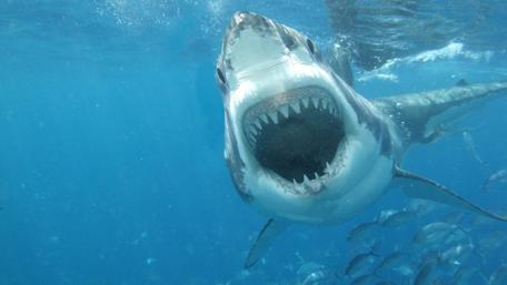 Majestic Underwater Predator wallpaper