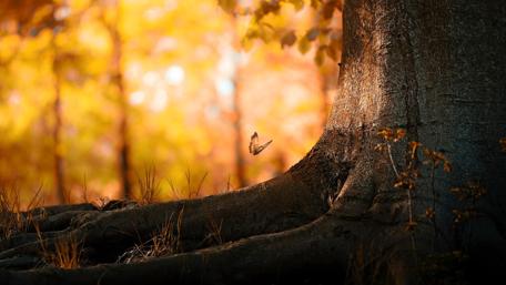 Golden Glow of Autumn Leaves on Tree Trunk wallpaper