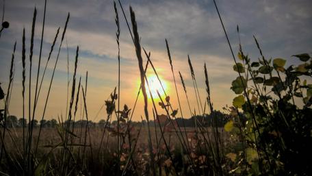 Golden Sunset Through Grassy Fields wallpaper