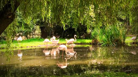 Serene Flamingos in a Lush Oasis wallpaper