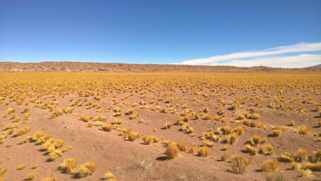 Vibrant Desert Landscape Under Clear Blue Sky wallpaper