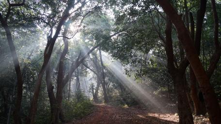Serene Matheran Forest Escape wallpaper