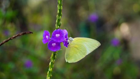 Delicate Butterfly on Vibrant Purple Flower wallpaper