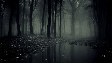 Scary misty forest wallpaper