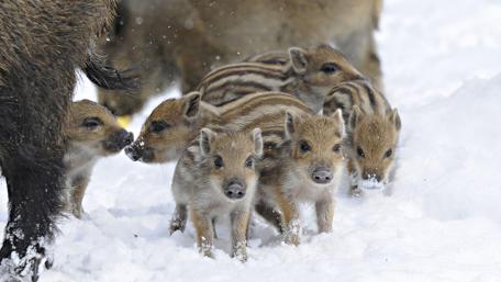 Baby Pigs Playing in the Snow wallpaper