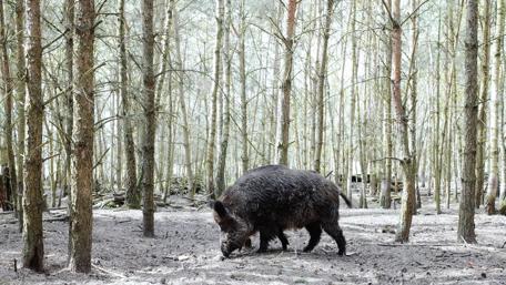 Wild Boar in a Serene Forest Scene wallpaper