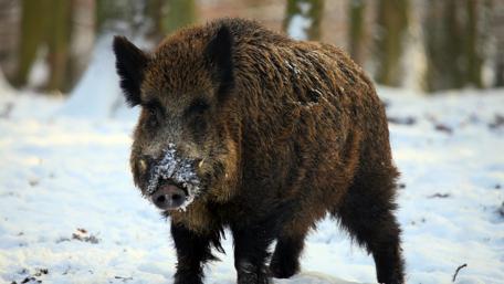 Majestic Wild Boar in Snowy Landscape wallpaper
