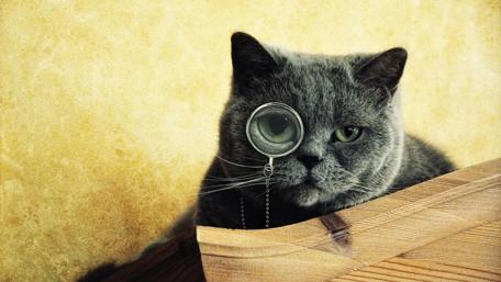 Sophisticated Cat with Monocle wallpaper