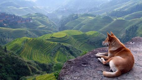Tranquil Moments with Nature and Canine Friends wallpaper