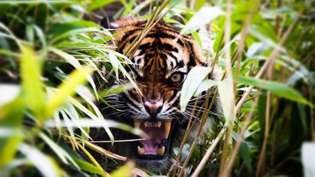 Fierce Tiger Hidden in Dense Greenery wallpaper