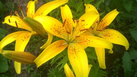 Radiant Yellow Lilies in Bloom wallpaper