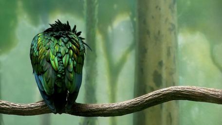 Vibrant Green Bird in Nature's Embrace wallpaper