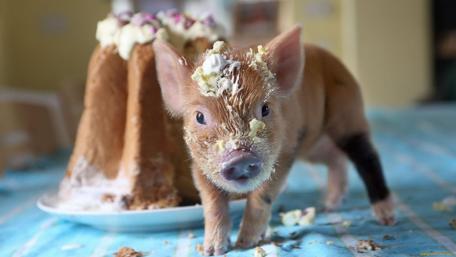 Delightful Piglet and Cake Mischief wallpaper