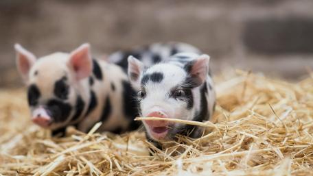 Adorable Piglets on Straw Bedding wallpaper