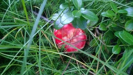 Vibrant Red Mushroom Among Lush Greenery wallpaper