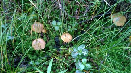 Enchanting Mushrooms Amidst Lush Greenery wallpaper