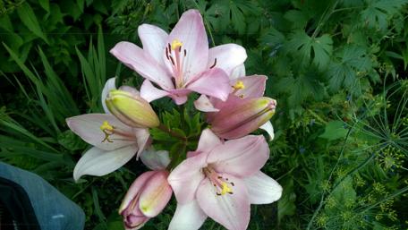 Elegant Pink Lilies Blooming in Nature wallpaper