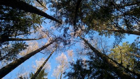 Majestic Canopy of Tall Trees wallpaper