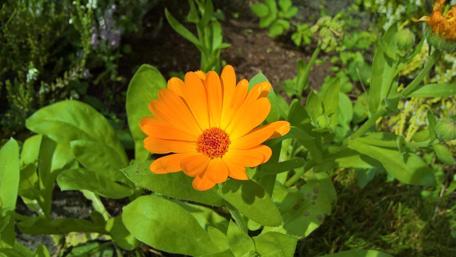 Vibrant Orange Flower in Nature Scene wallpaper