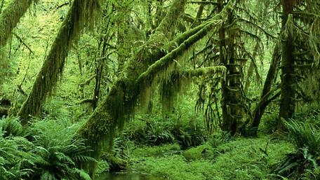 Lush Green Forest Oasis wallpaper