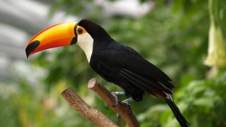 Vibrant Toucan in Lush Habitat wallpaper