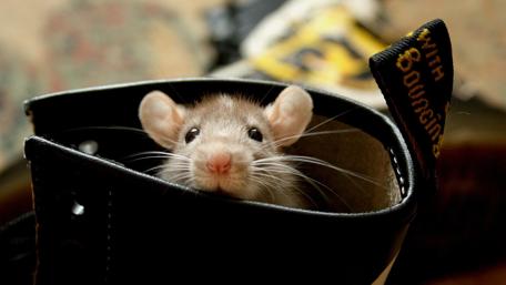 Mouse Peeking from Boot wallpaper