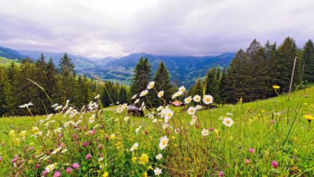 Vibrant Floral Beauty in Serene Mountainscape wallpaper