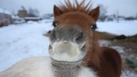 Curious Horse Up Close wallpaper