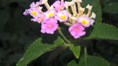 Delicate Blooms of Nature's Palette wallpaper