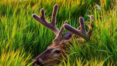 Majestic Deer in Vibrant Green Grass wallpaper