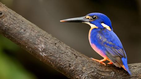 Kingfisher Perched on a Branch wallpaper