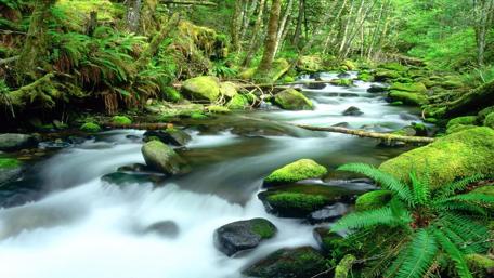 Serene Flowing River Amidst Lush Green Forest wallpaper