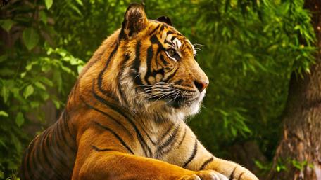 Mighty Tiger in Tranquil Forest Setting wallpaper
