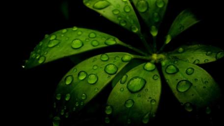 Radiant Green Leaves with Dew Drops wallpaper