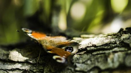 Delicate Butterfly Amidst Nature's Beauty wallpaper