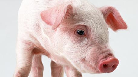 Cute Piglet Peeking Curiously wallpaper