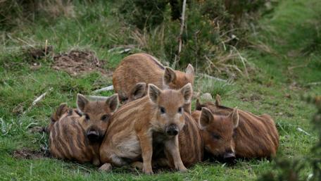 Adorable Piglets Cuddling Together in Nature wallpaper