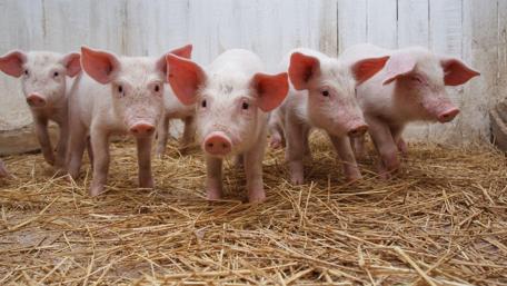 Adorable Piglets in a Barn wallpaper