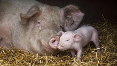 Adorable Pig and Piglet in Straw Bedded Bliss wallpaper